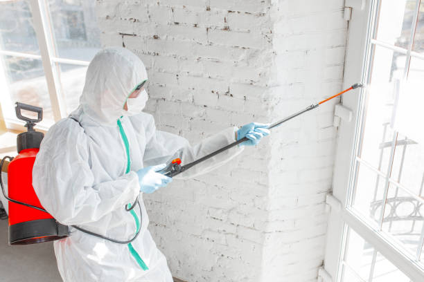 Best Mold Odor Removal Services  in Groveland, ID